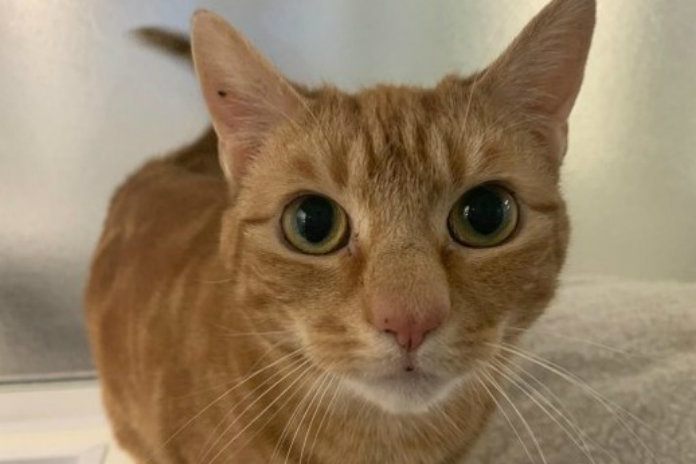 Katje met kanker zoekt warme thuis voor laatste dagen