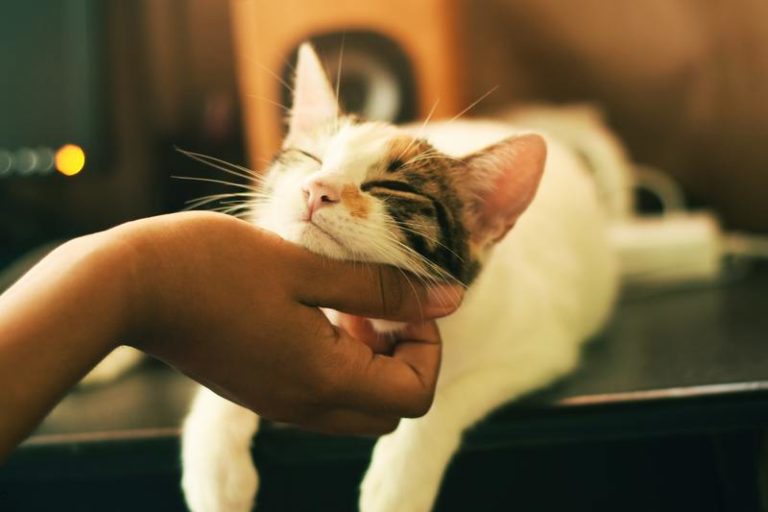 Baasjes vinden creatieve oplossing voor overaanhankelijke kat die van geen schoot wil wijken