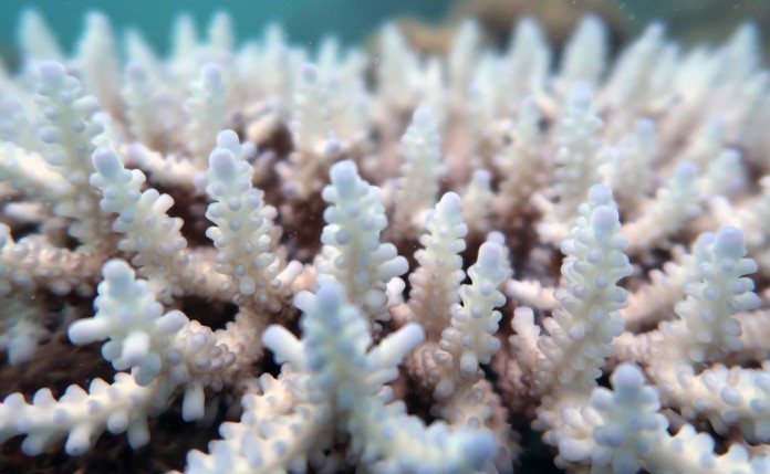 Great Barrier Reef loopt weer gigantisch veel schade op
