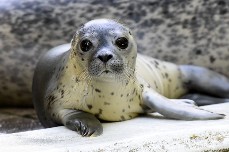 Duitse zoo overweegt dieren aan elkaar te voeren