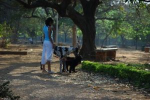 Cubbon Park