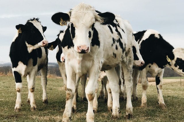 Dit zijn verrassend genoeg de drie dodelijkste diersoorten in de Verenigde Staten