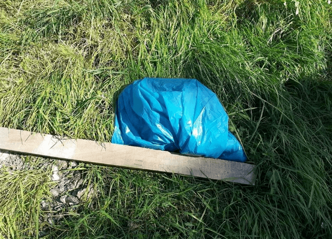 Hond met ingeslagen schedel wordt gedumpt in de gracht