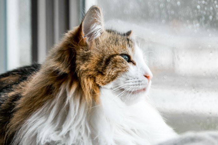 Ook katten hebben last van verlatingsangst