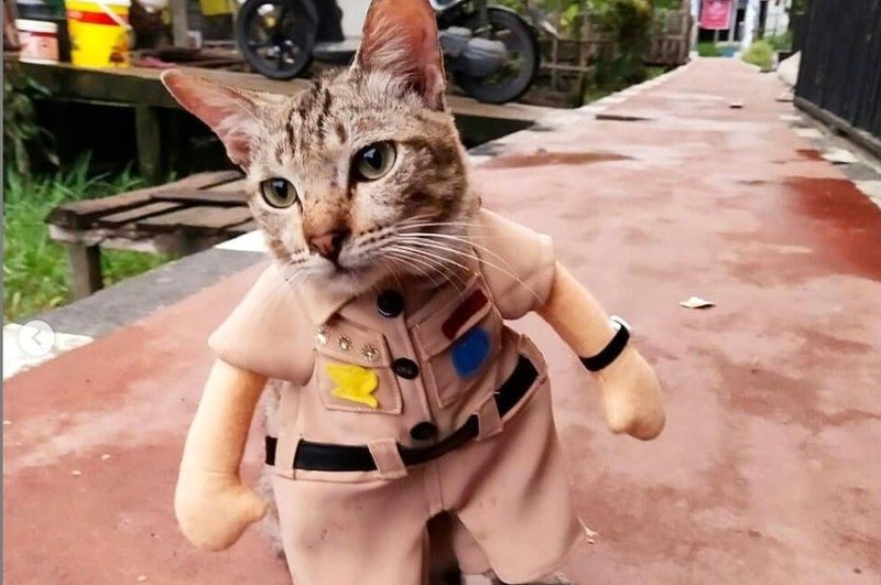 IN BEELD. Fleur de quarantaine van je kat op met deze hippe poezenoutfits