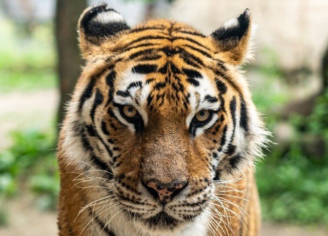 Tijger besmet met Covid-19 in New Yorkse zoo