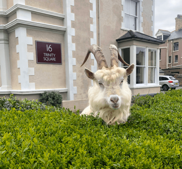 VIDEO. Wilde geiten veroveren verlaten stadje in Wales