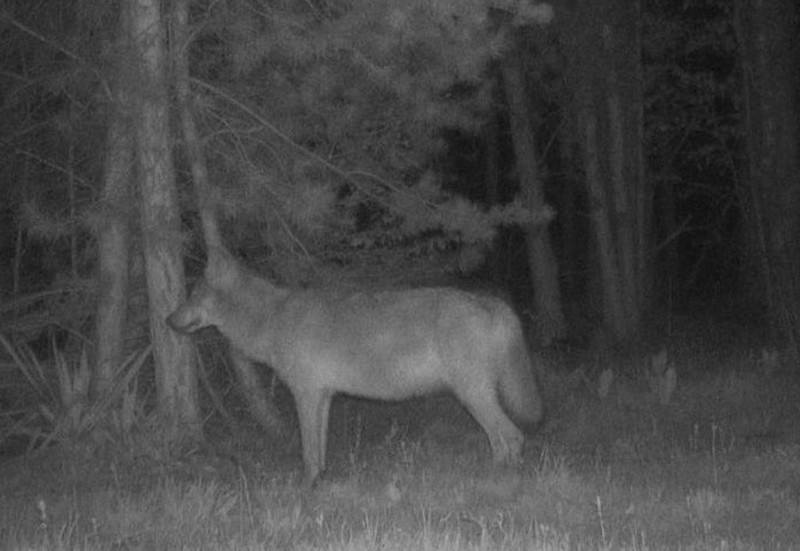 Limburgs wolvenpaar August en Noëlla verwachten welpen