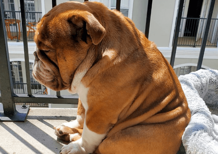 Schattig! Deze stoere buldog is triest omdat hij niet buiten mag spelen