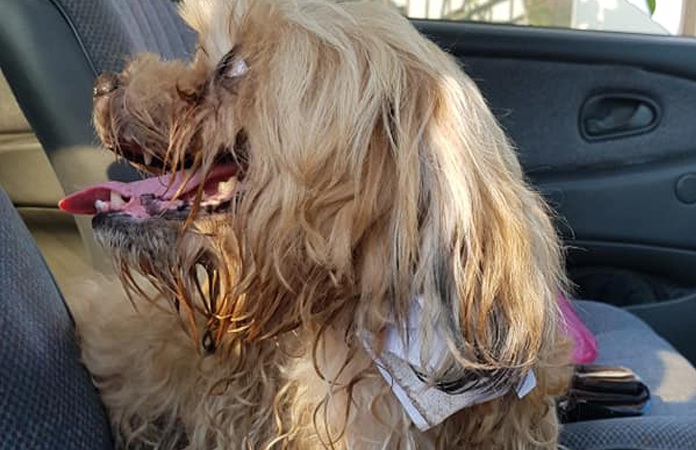 Man treft hond aan op straat met hartbrekende boodschap rond haar nek