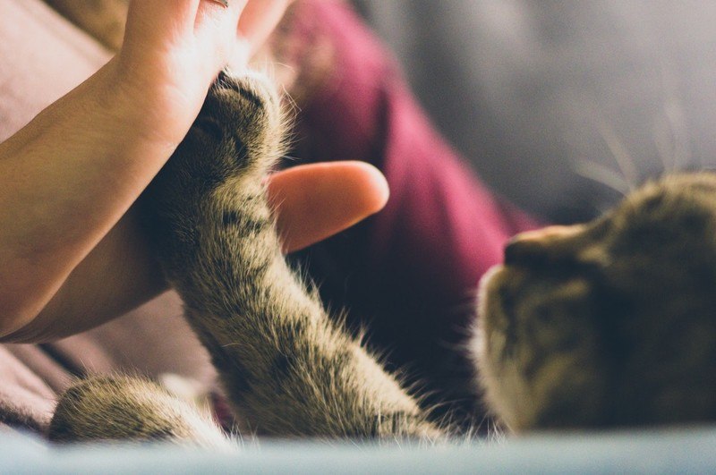 Een kat kan je niet trainen? Met deze simpele tips lukt het je gegarandeerd