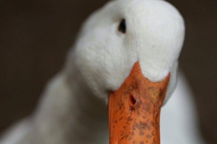 VIDEO. Heb jij een eend al eens zien twerken?