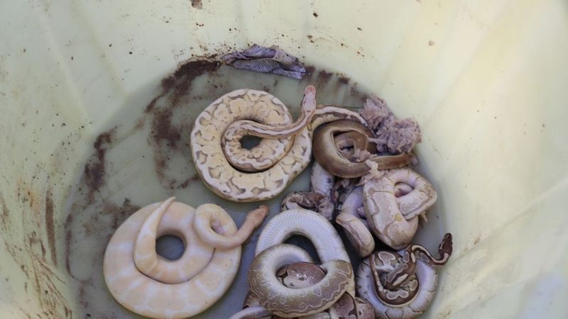 Wandelaar vindt zak vol slangen langs de Dender