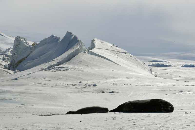 BIZAR. Daarom gaat Antarctica ook zonder besmettingen in lockdown