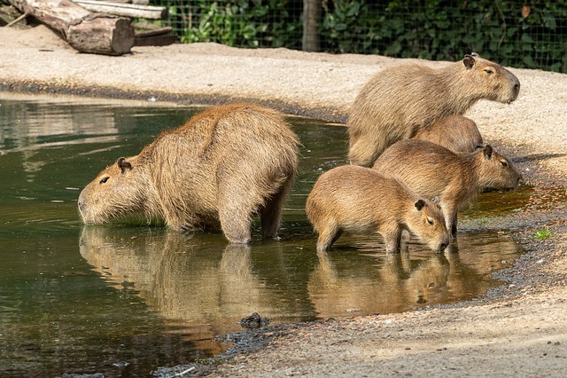 Capybara