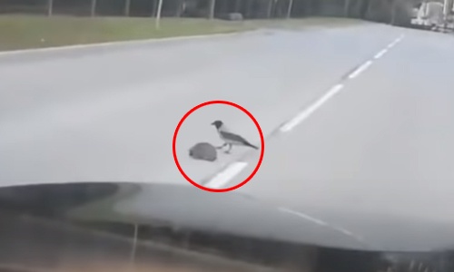 HILARISCH: Deze bazige kraai kan meteen aan de slag bij de verkeerspolitie (video)