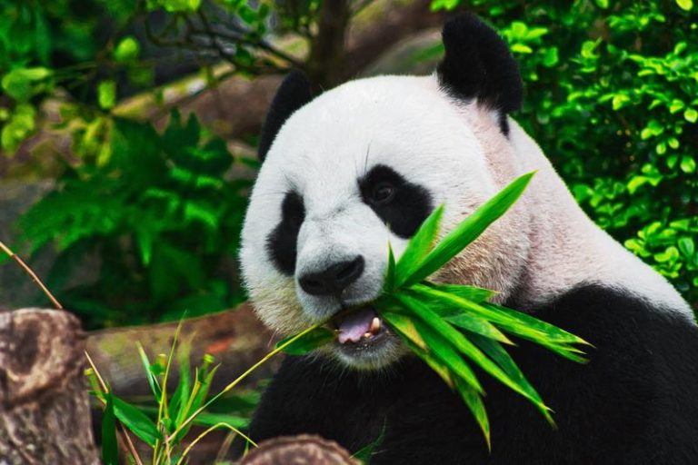 Canada stuurt reuzenpanda’s terug naar China om deze bizarre reden