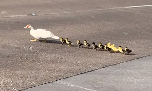 TE NIPT: Onaandachtige automobilist stopt NIET voor mama eend en haar kuikentjes (video)