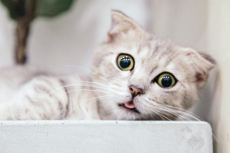 Katten krijgen stress als je te vaak thuis bent