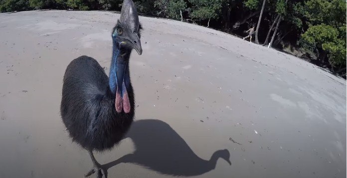 Zeldzame loopvogel is al vijftig jaar single: “Zoektocht naar partner opgegeven”