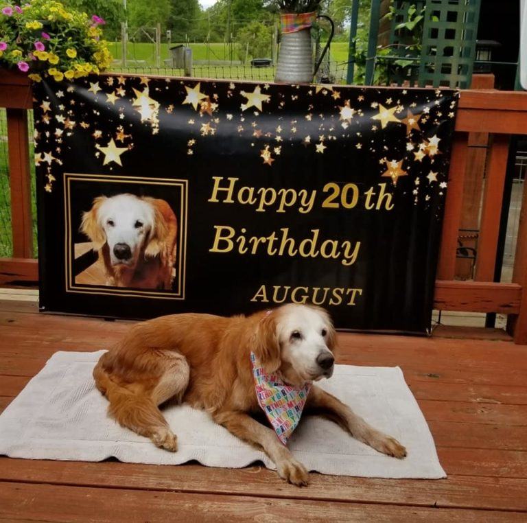 Oudste Golden Retriever ooit blaast 20 kaarsjes uit