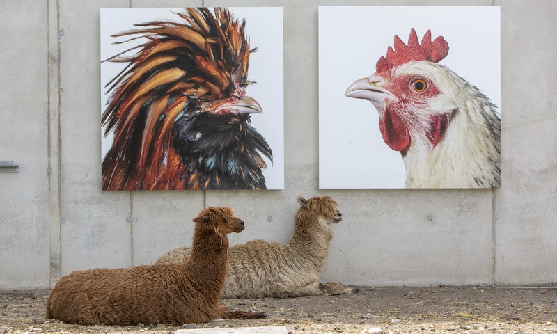 Vijf weekendtips om wat cultuur op te snuiven