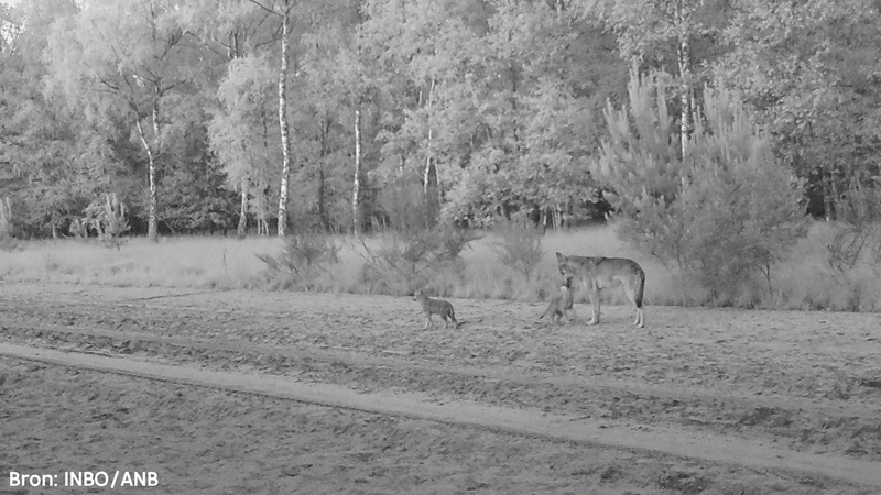 Bekijk de eerste beelden van de vier wolvenwelpjes in Limburg: “De Bosland Daltons”