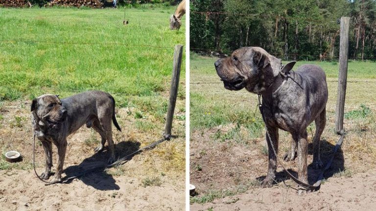 Hond wordt vastgebonden en achtergelaten in de brandende zon