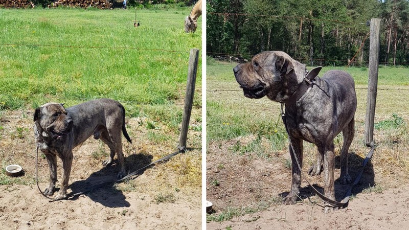Hond wordt vastgebonden en achtergelaten in de brandende zon