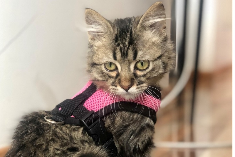 “We komen uw kat in brand steken”: Katje Lee blijft verborgen op geheime locatie