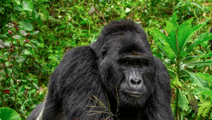 Zeldzame berggorilla ‘Rafiki’ gedood met speer, stropers riskeren levenslang