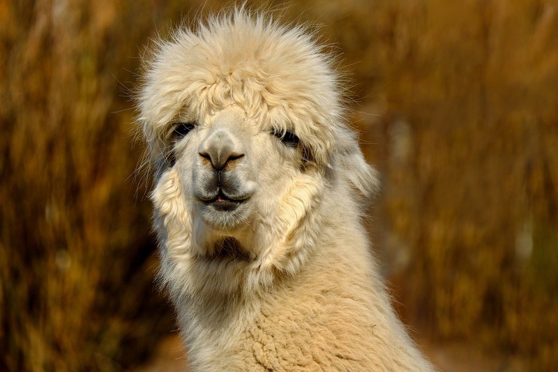 Zo boek je een alpaca voor je volgende Zoom sessie