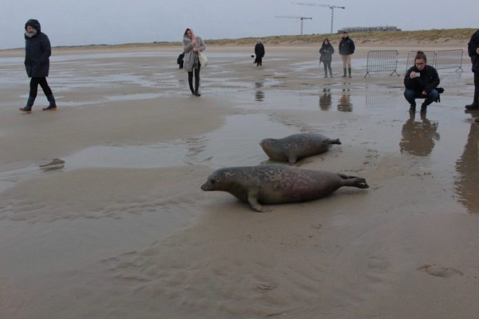 Meer zeehonden en ‘vreemde gasten’ in Belgische Noordzee