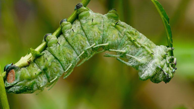 BIZAR. Britse radiopresentator vindt 7 rupsen in broccoli en hij houdt ze bij