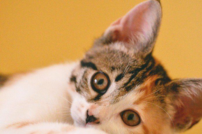 BIZAR. Dierenasiel had niet door dat DIT een kat was (foto’s)