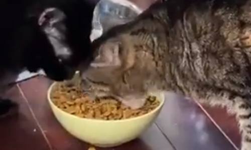 WOW! Heb je een kat ooit al ZO gulzig zien eten? (video)