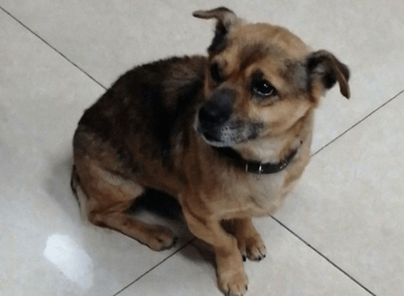 Hond wacht drie maanden in ziekenhuis op overleden baasje