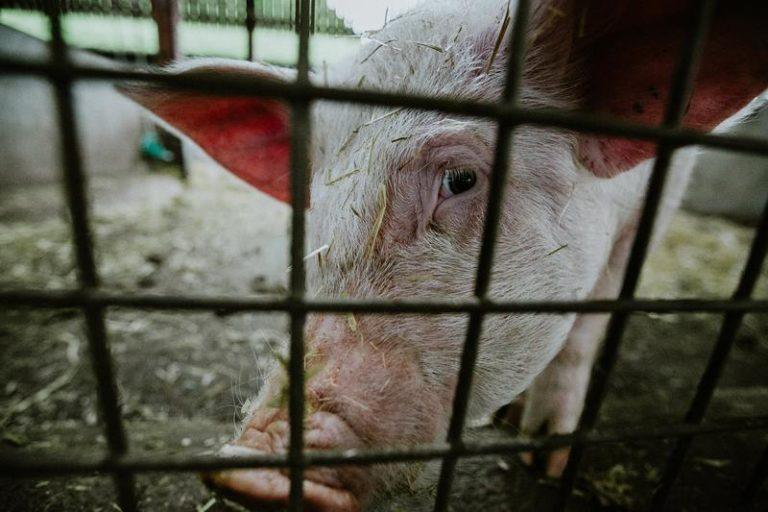Nieuw varkensgriepvirus ontdekt in China dat “pandemie kan veroorzaken”