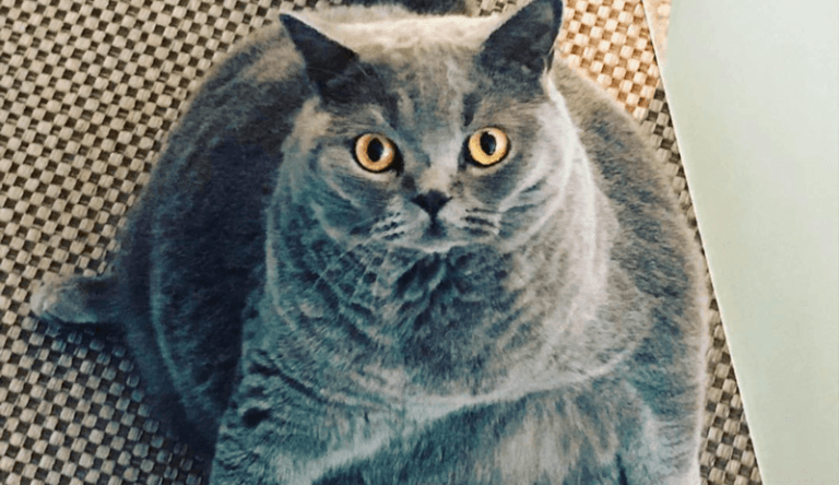 BIZAR. Kat is zo rond als een bal, maar is eigenlijk niet dik (foto’s)