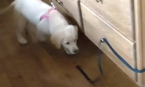 VIRAAL: Té schattige puppy toont dat de aanhouder ALTIJD wint (video)