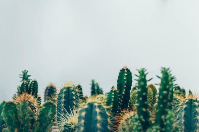 Zo overleven je planten een hittegolf