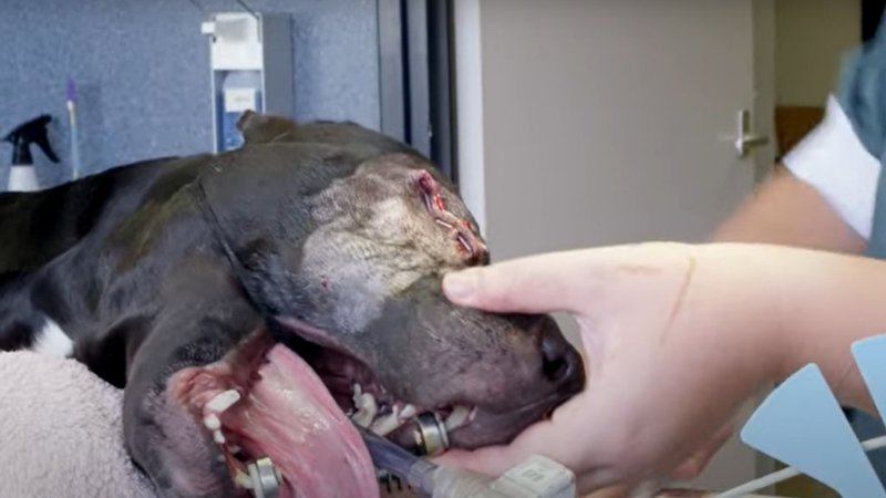 Politie tasert en schopt hond, intern onderzoek gestart (video)