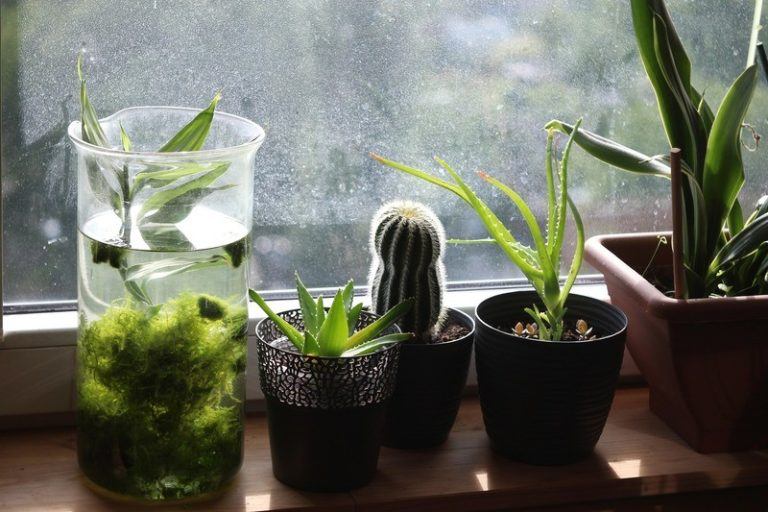 LIFEHACK. Met deze planten slaap je als een roosje
