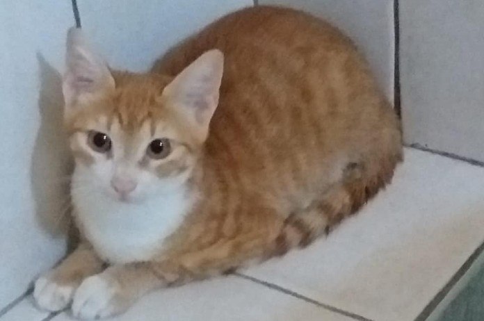 Na katje Lee moet nu katje Pupi in quarantaine in Lampedusa