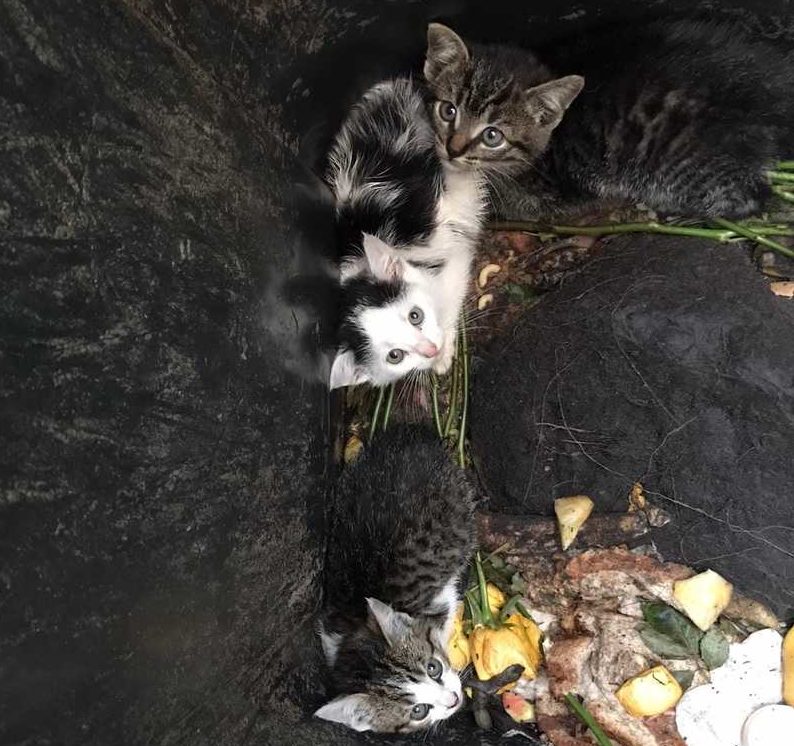 Dierenbeul dumpt kittens in compostbak