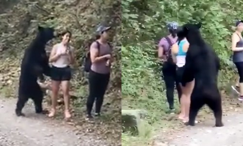 WOW: Beer toont érg veel interesse in dame. Zij besluit dan maar om DIT te doen! (video’s)