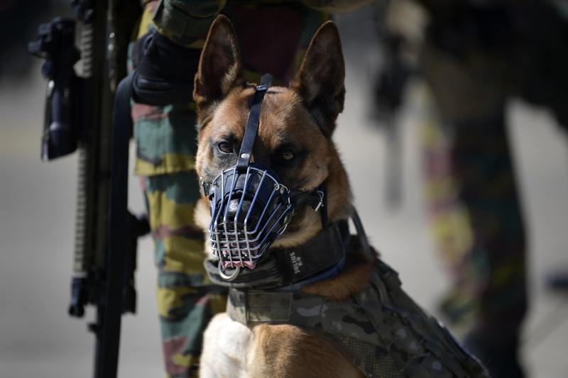 Para-rekruten mishandeld tijdens opleiding: “Vastgebonden in een koeienstal”
