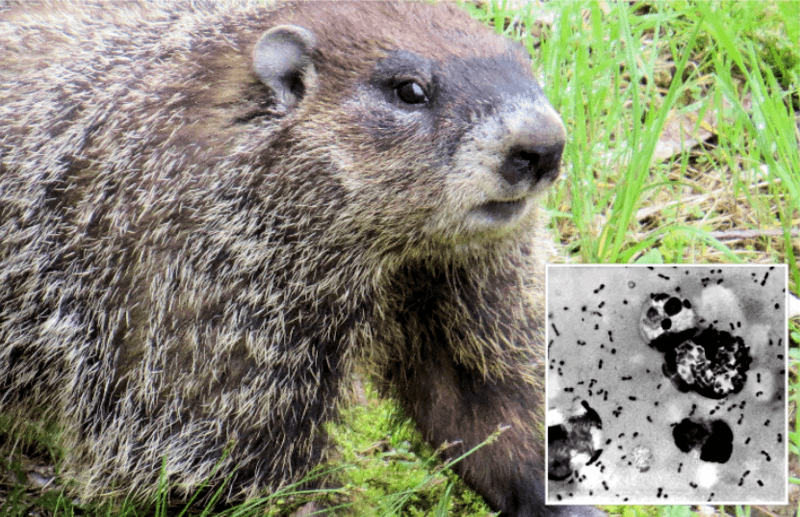 Jongen van 15 jaar gestorven aan builenpest na eten marmot