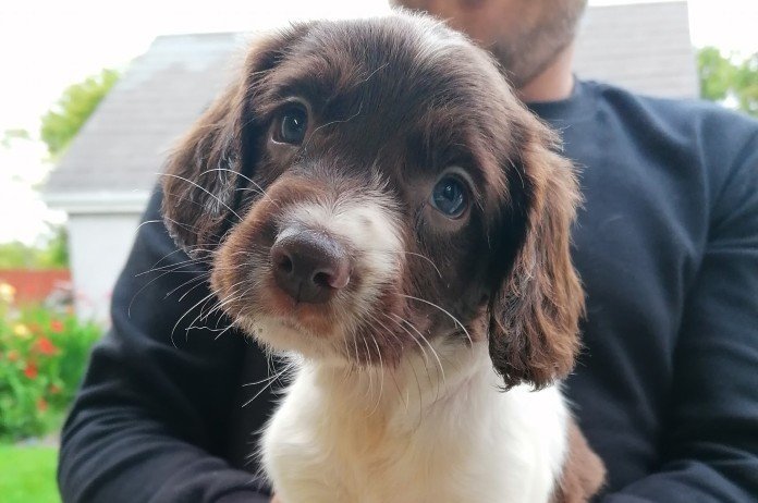 BIZAR. Ontvoerders verwijderen microchip in hond en stelen puppy’s