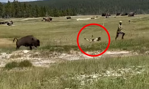 WOW: Dame vlucht voor aanstormende bizon, maar dan STRUIKELT ze! (video)